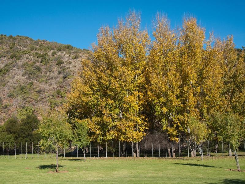 Old Mill Lodge, Seasonal Working Ostrich Farm & Restaurant, Oudtshoorn Eksteriør bilde